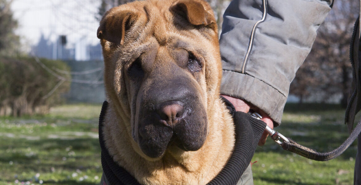 Perla