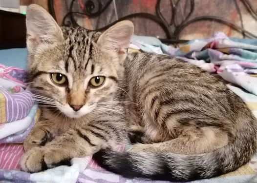 Lulù Pia