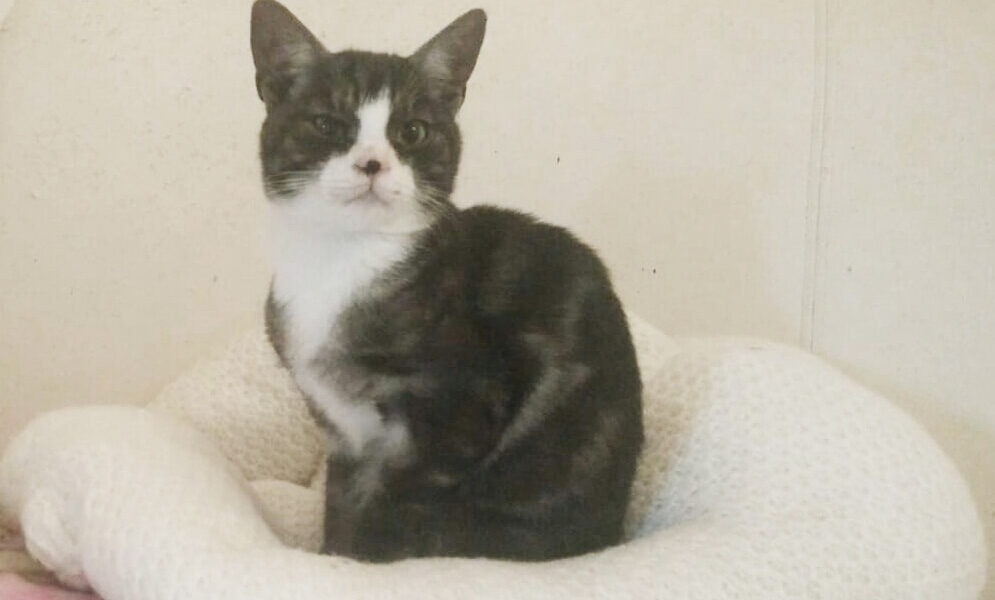 Frankie