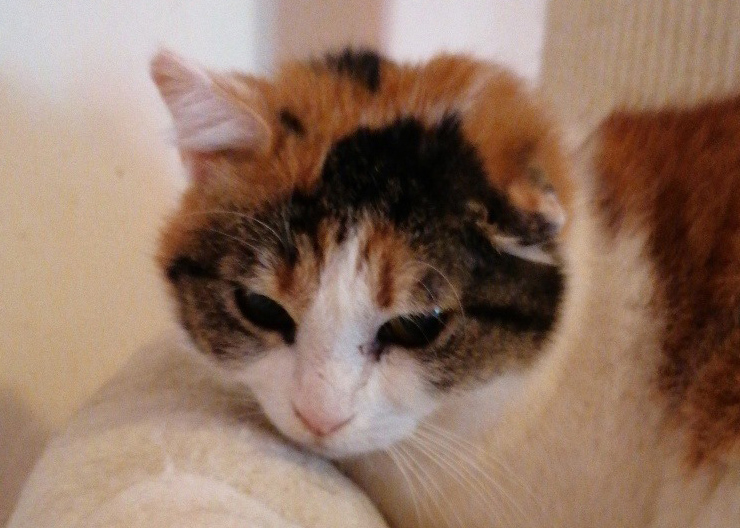 Minou