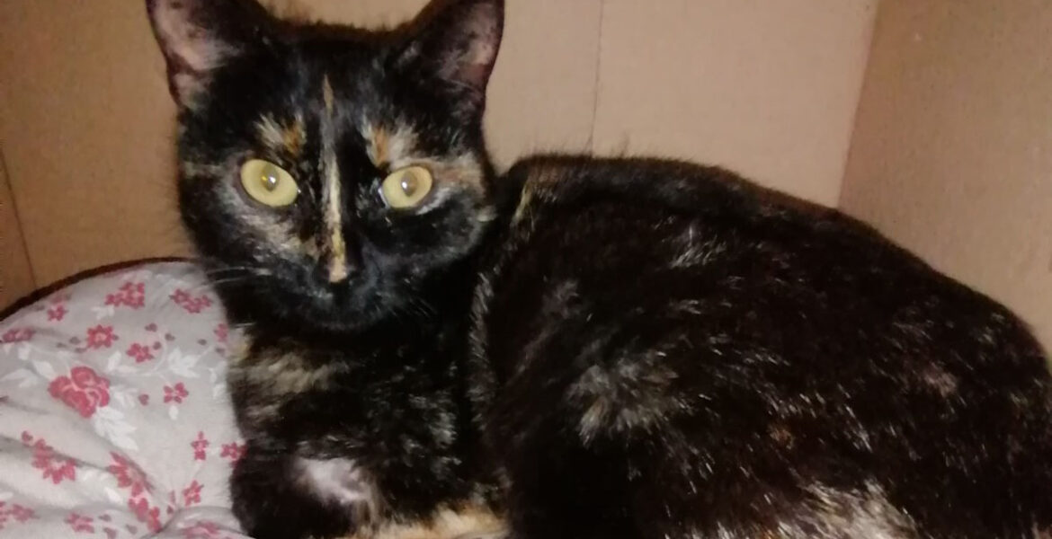 Tartina