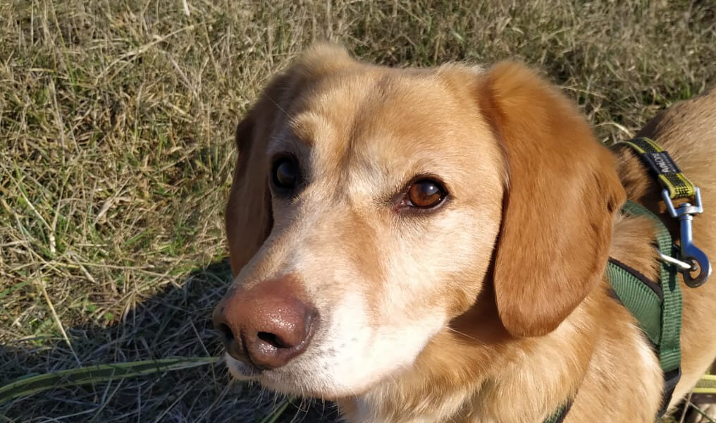 Tod