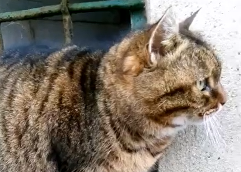 Caterina