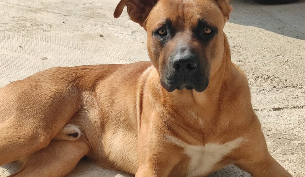 Paco