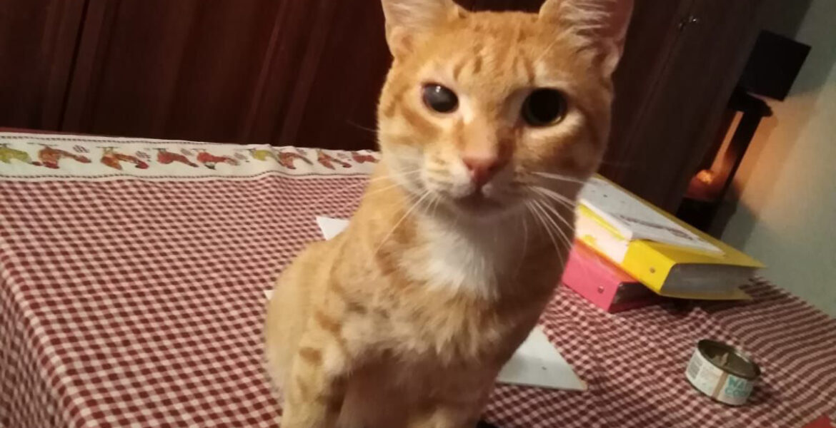 Agostino