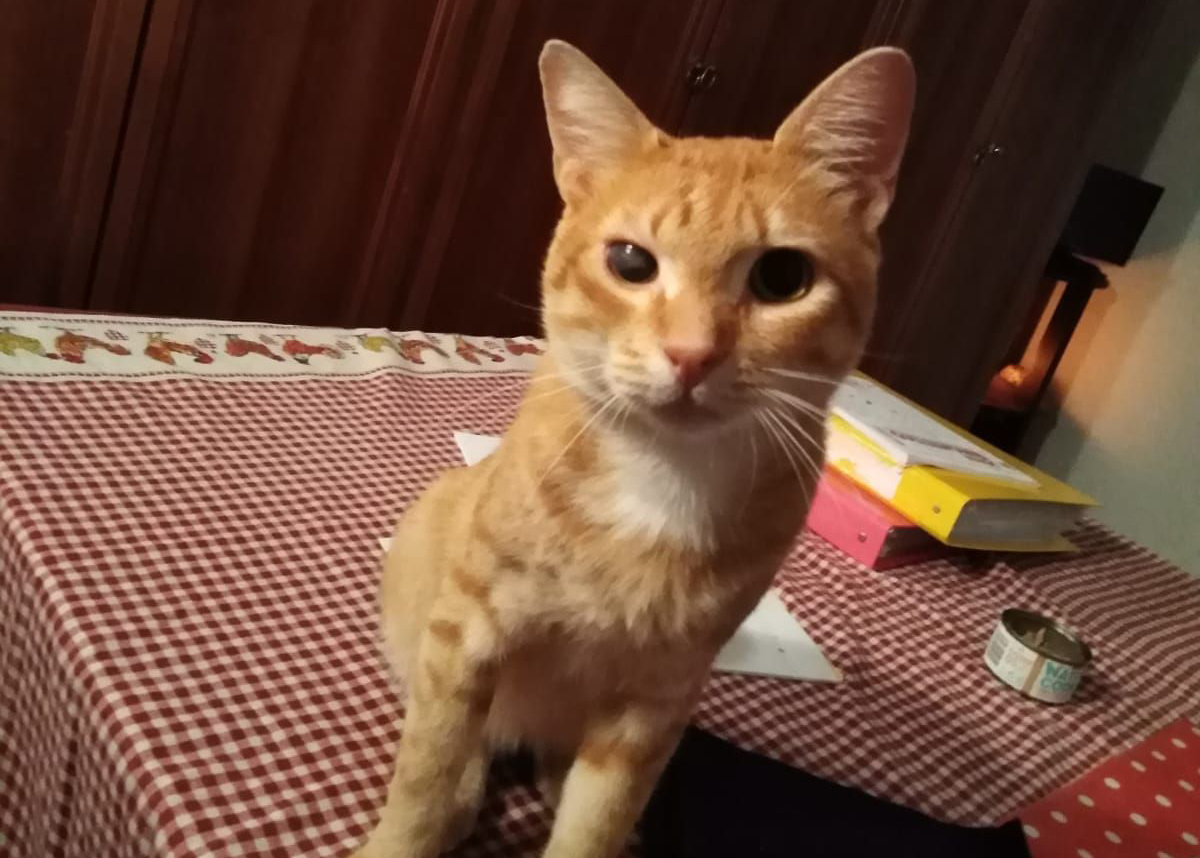Agostino