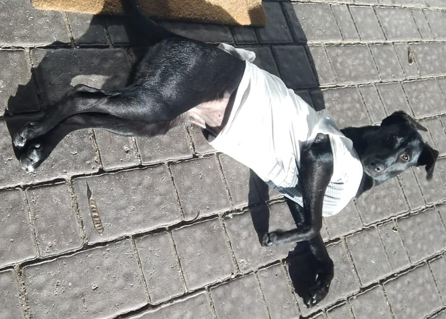 Kali
