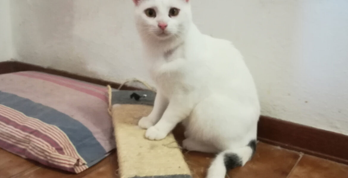 Casper