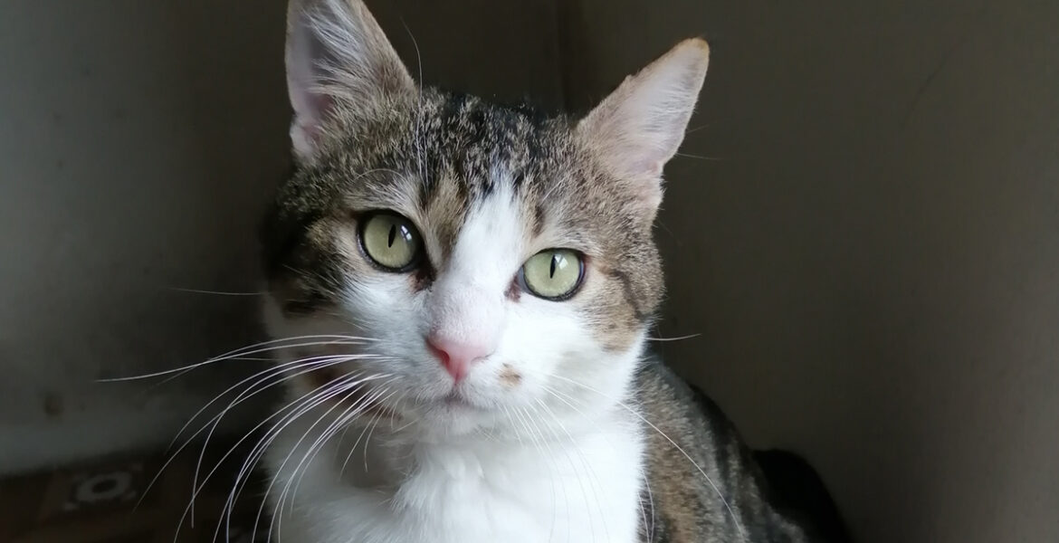 Ciccio