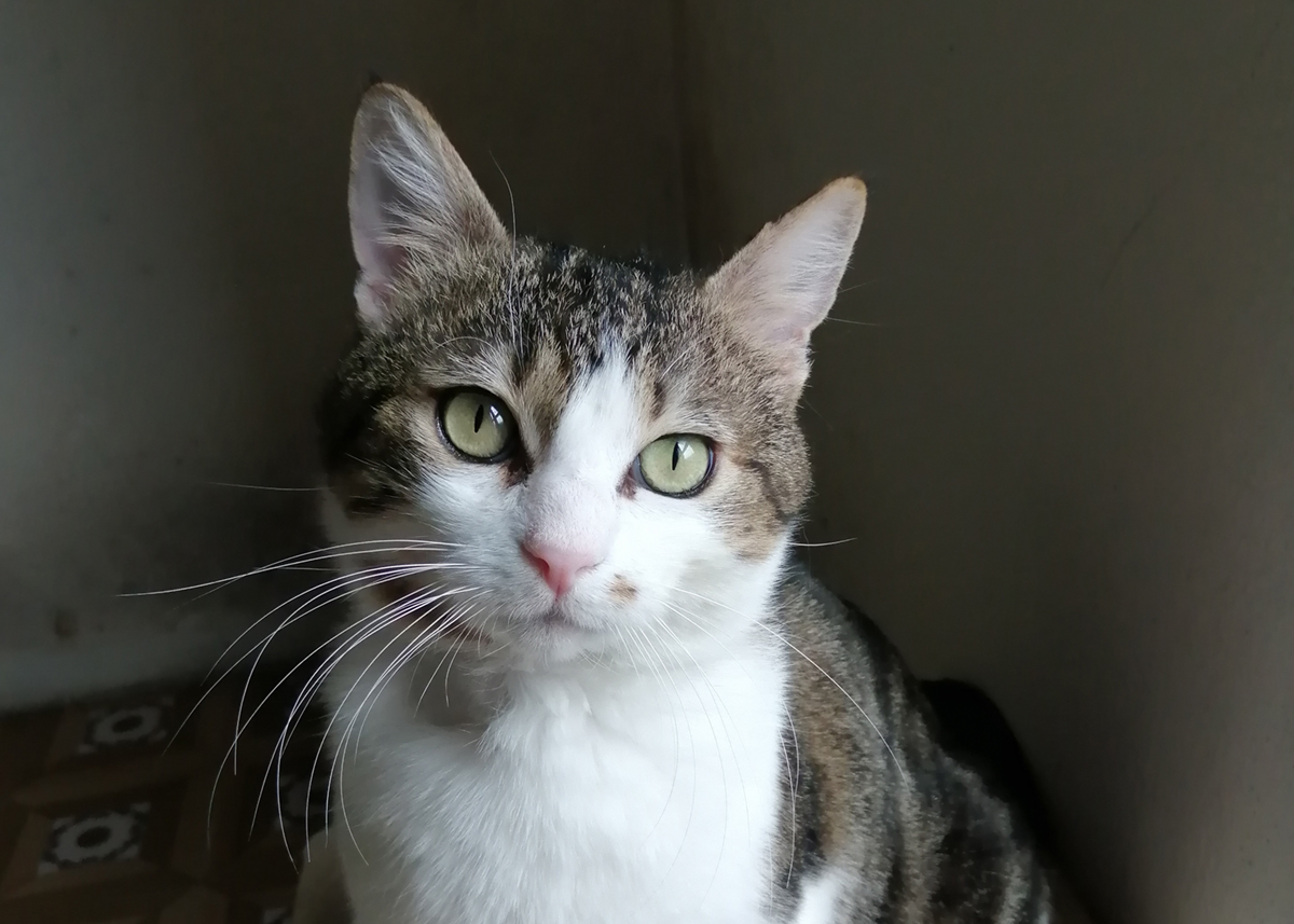 Ciccio