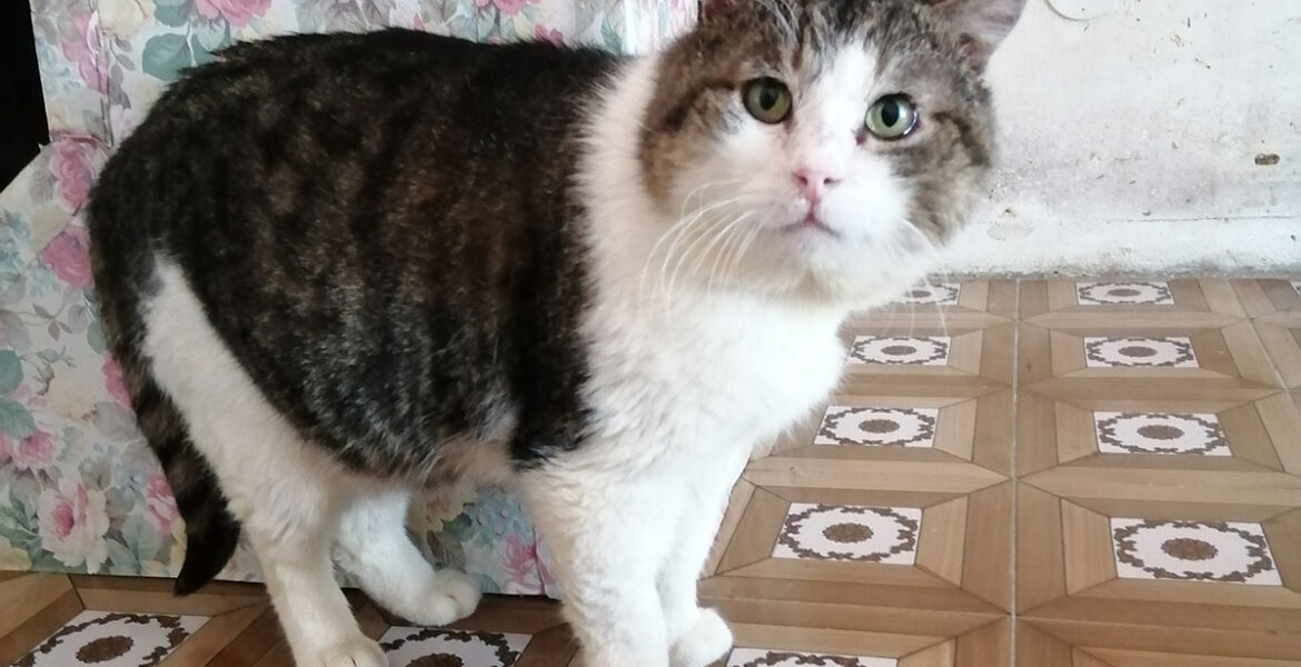Ciro