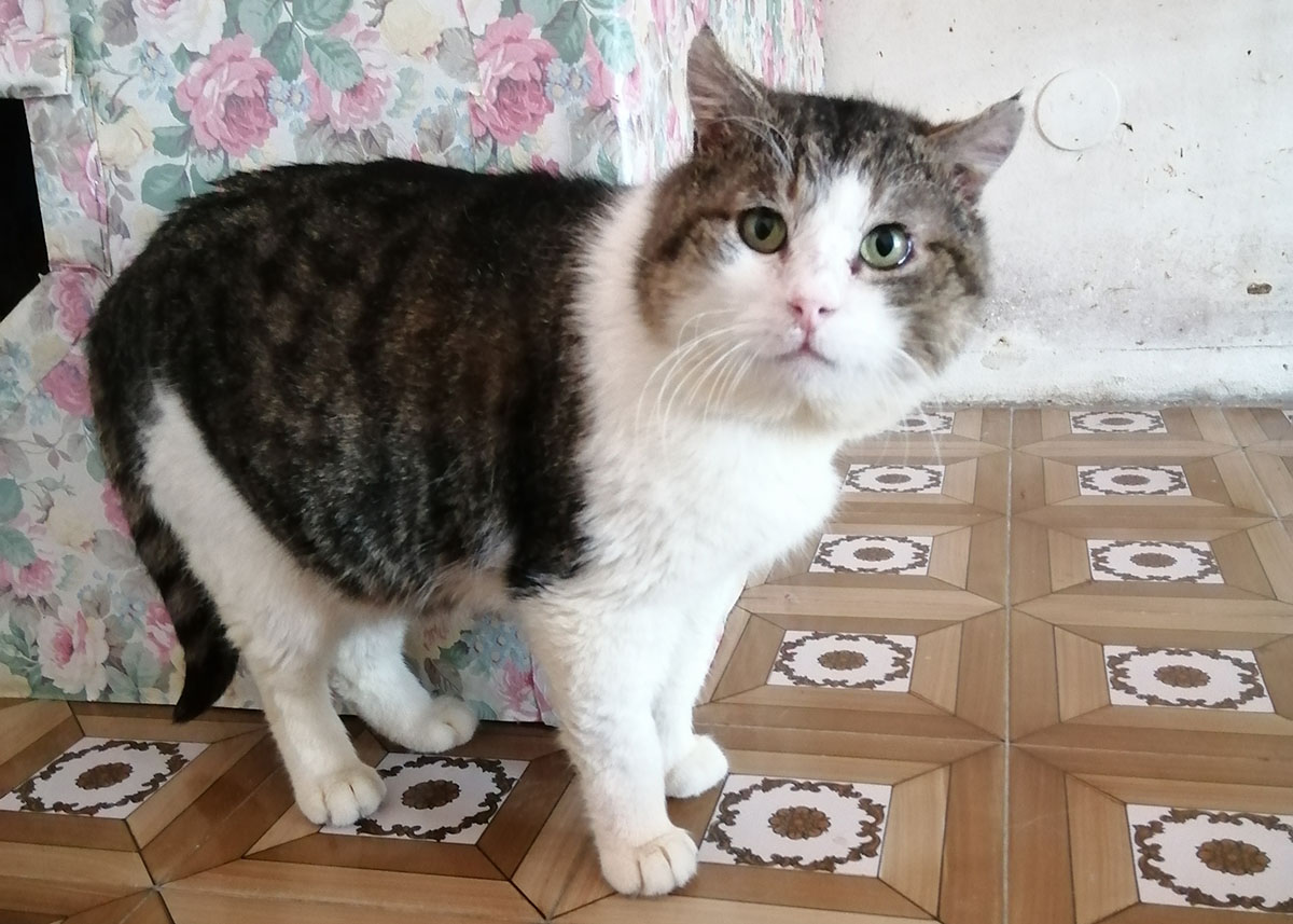 Ciro