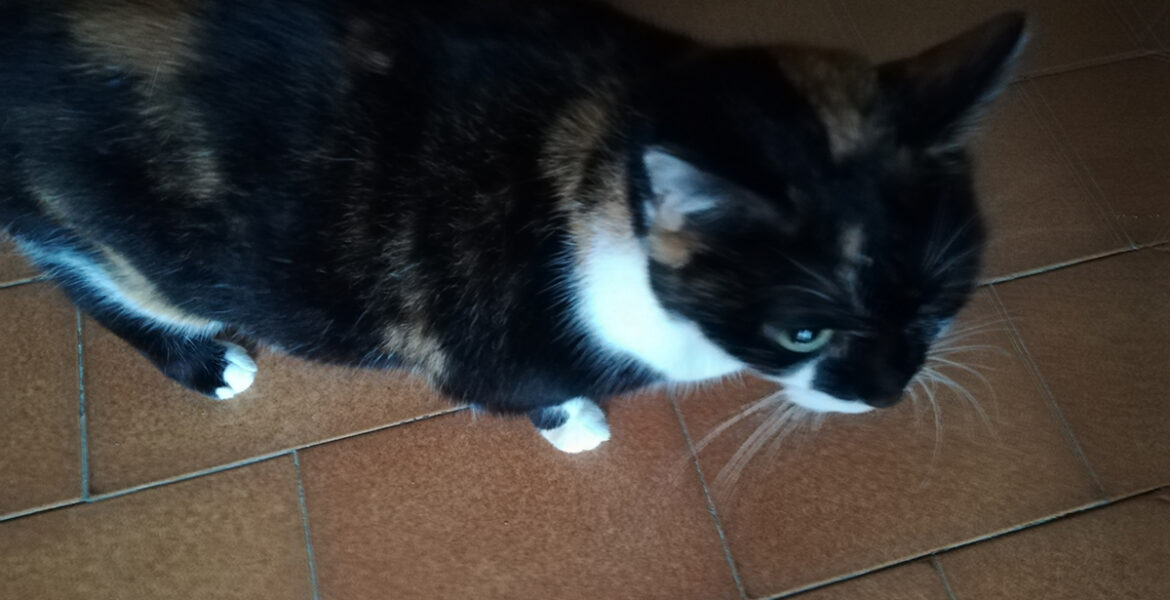 Cleopatra