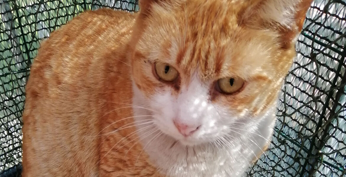 Ginger
