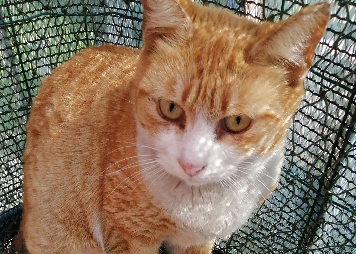 Ginger