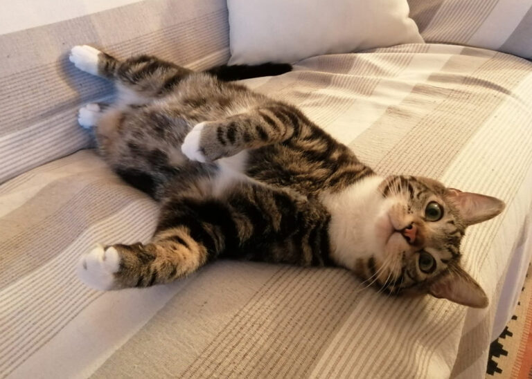 Luppolo