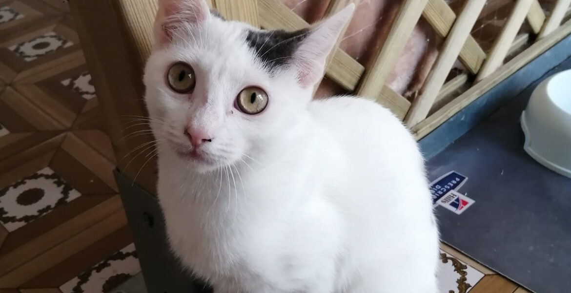 Boh