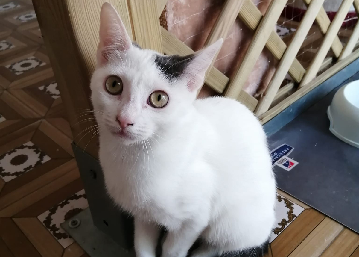 Boh