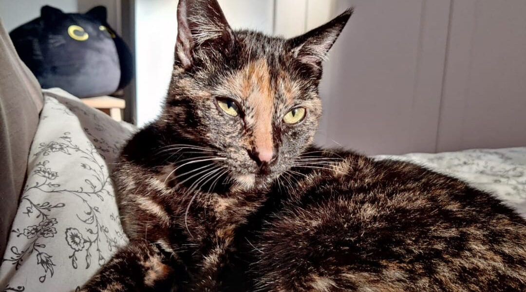 Penny