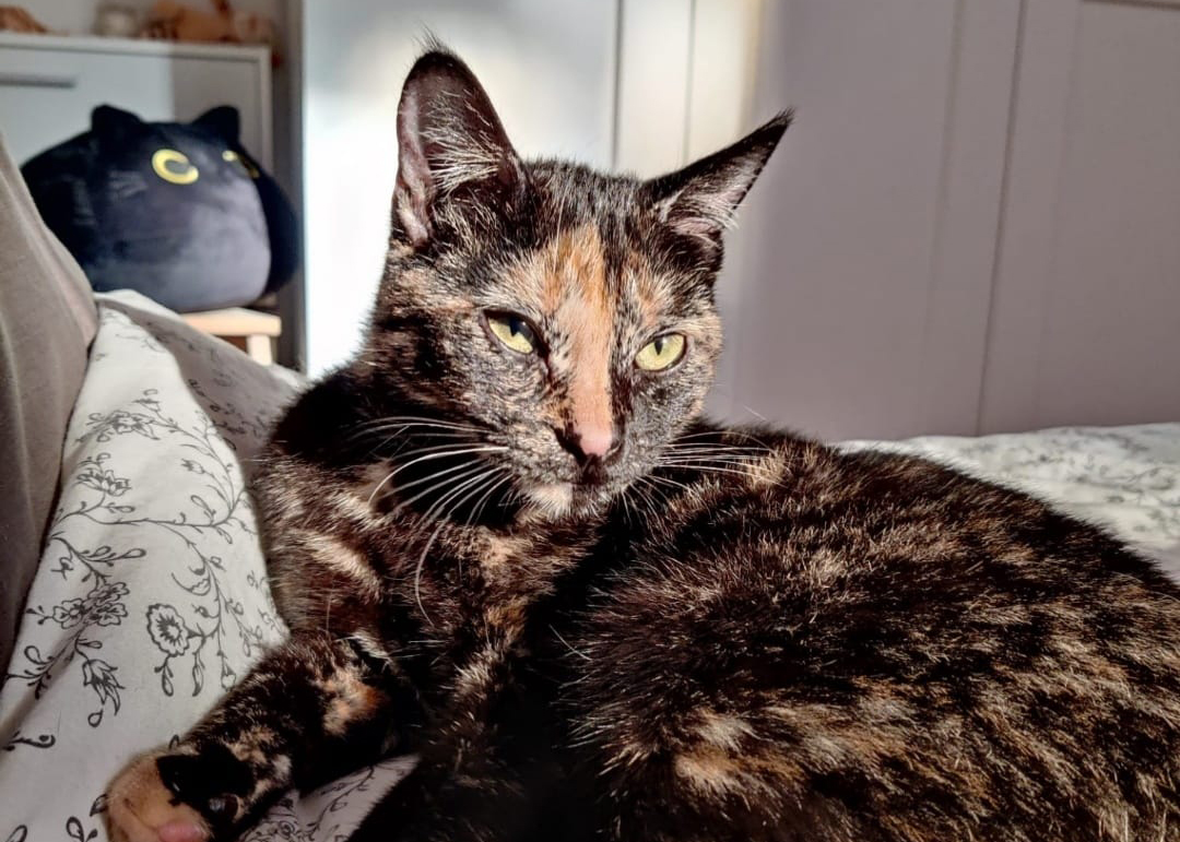 Penny