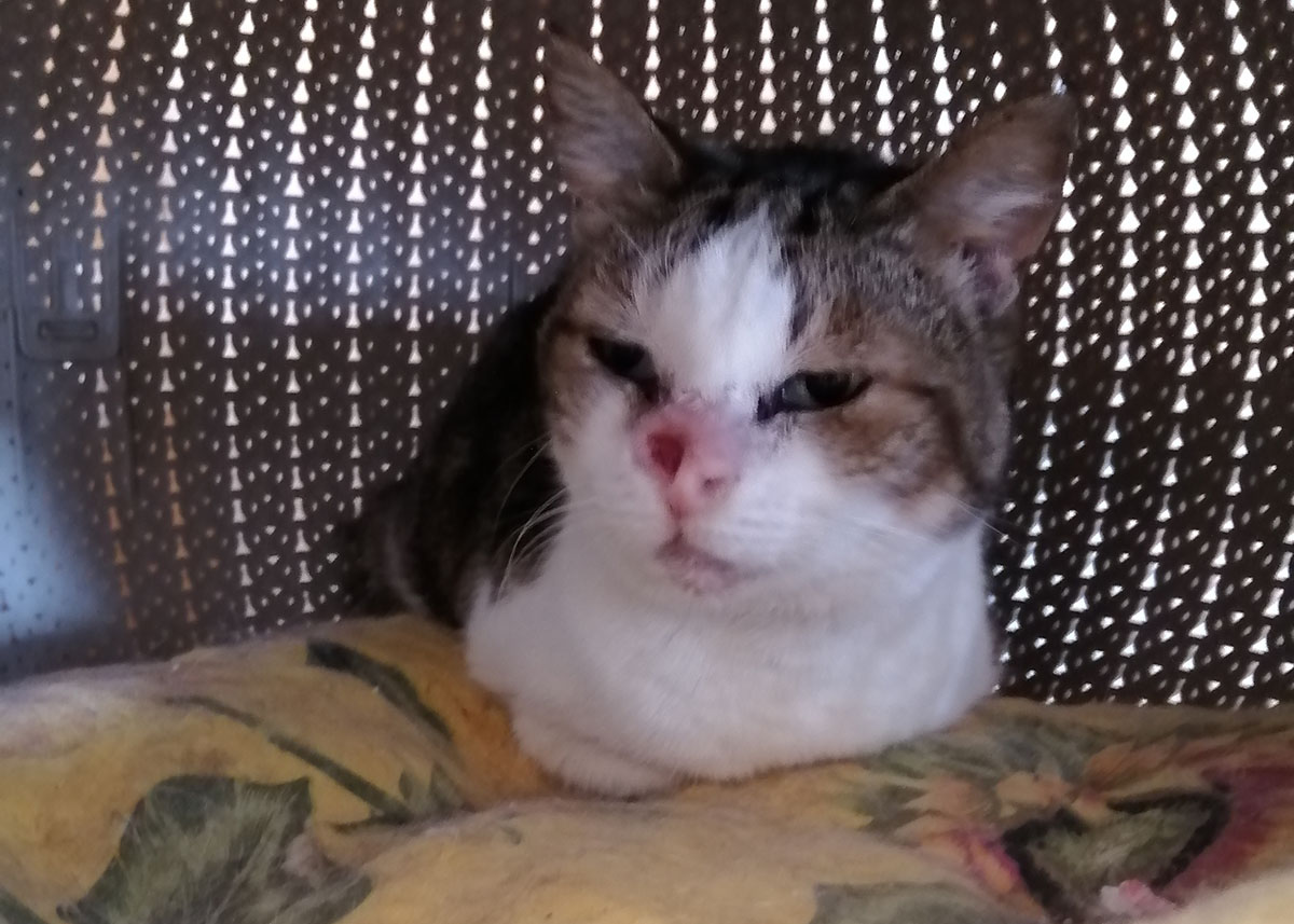 Chicca