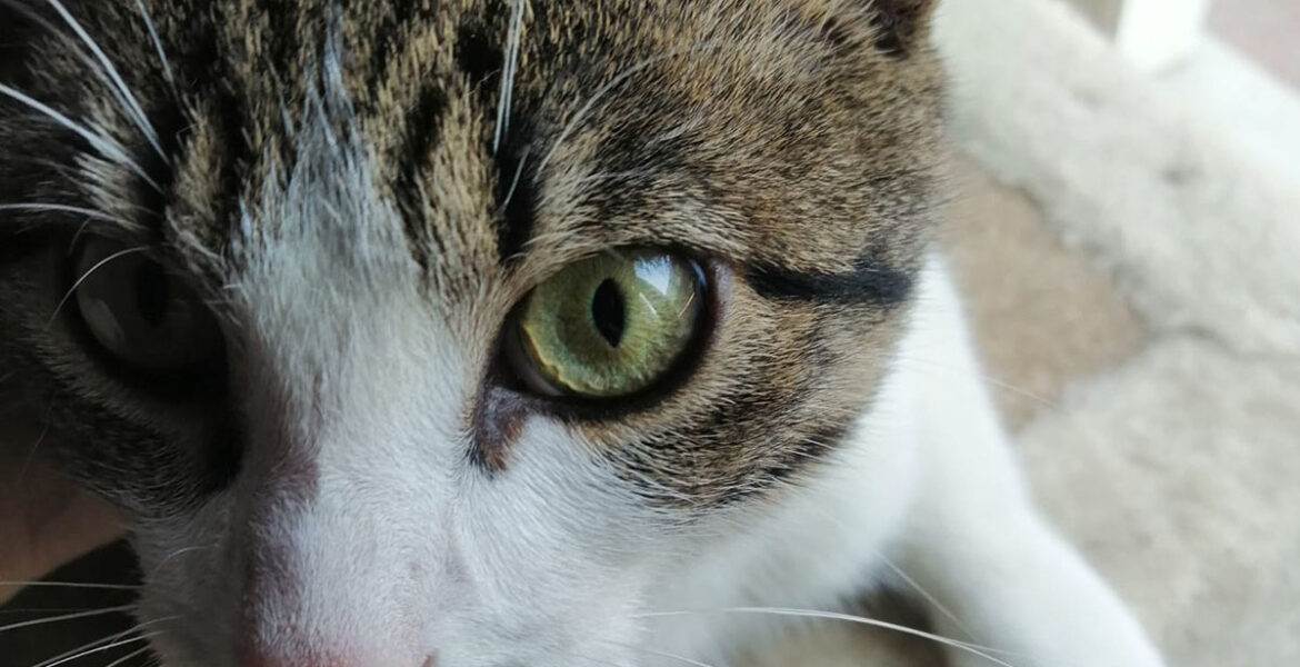 Giuseppino