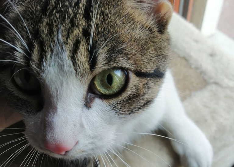 Giuseppino