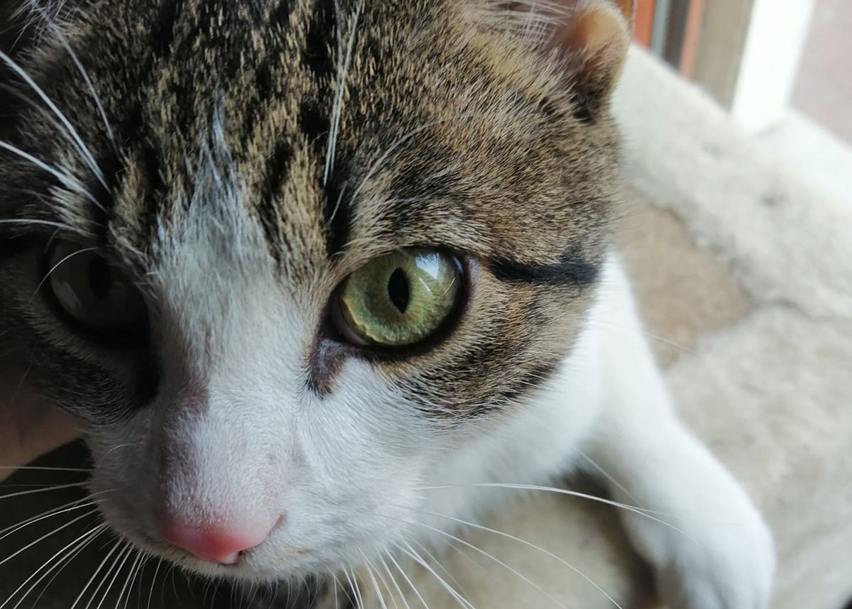Giuseppino