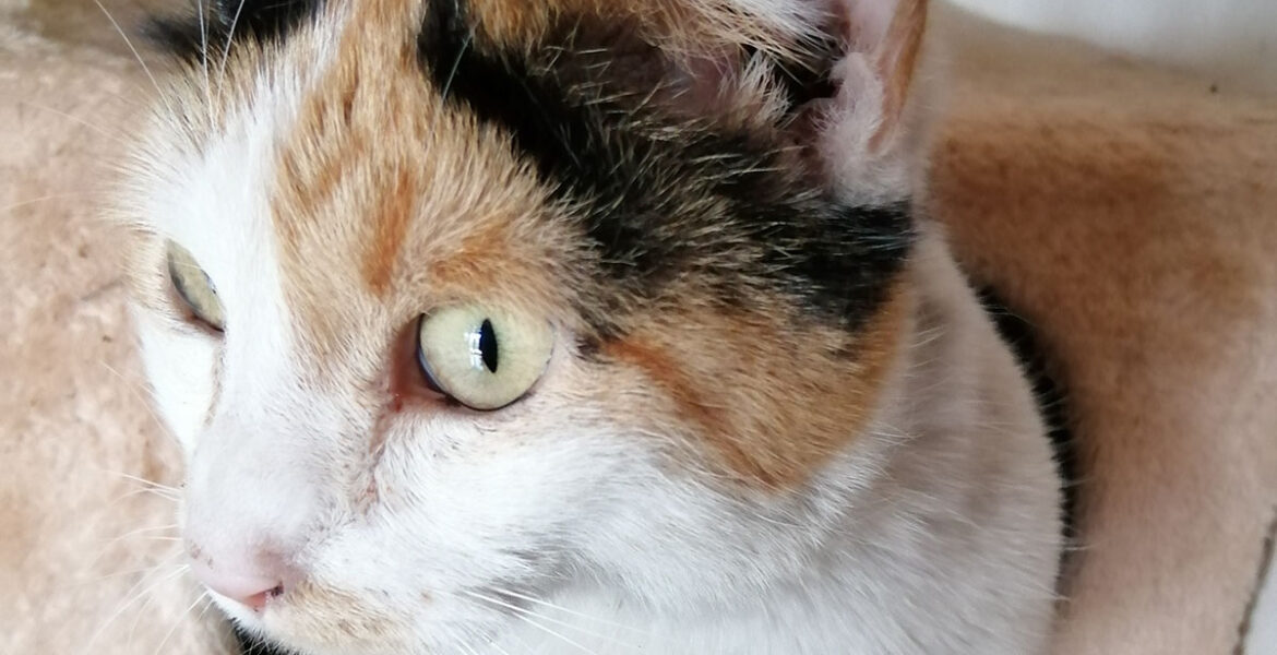 Stellina