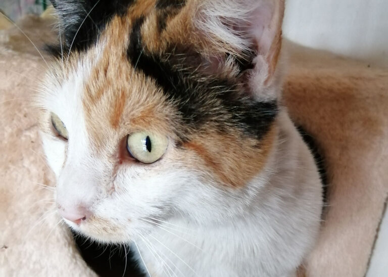 Stellina