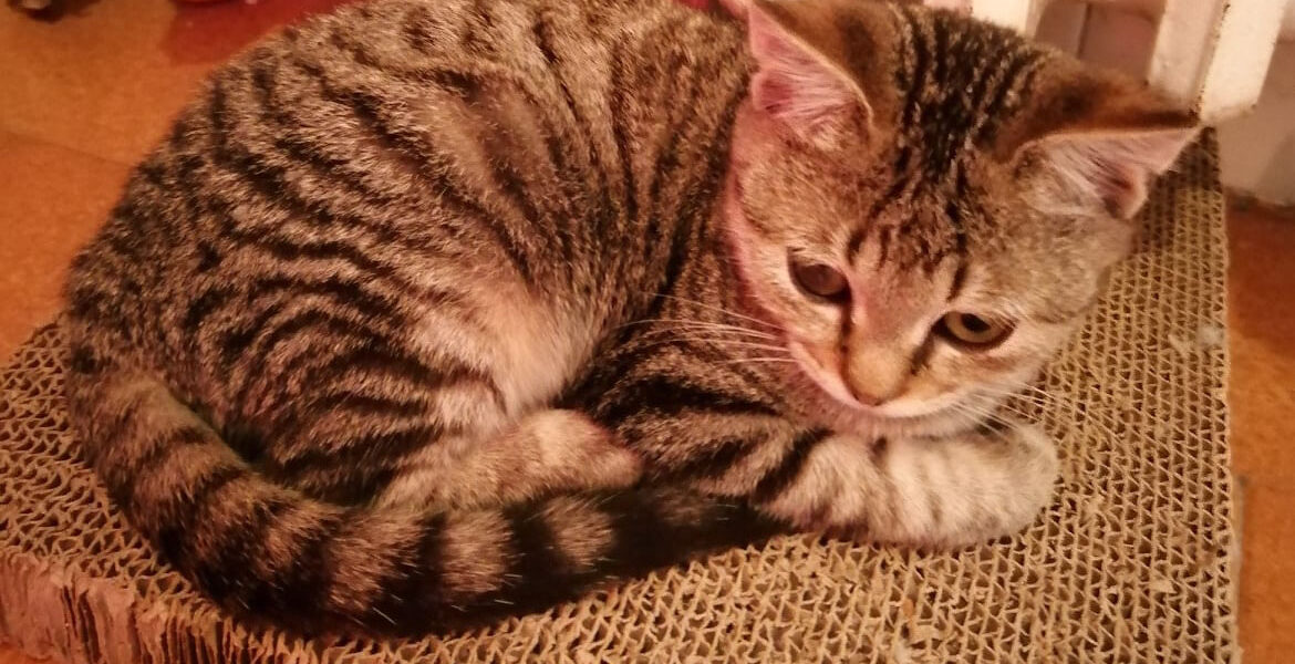 Dina