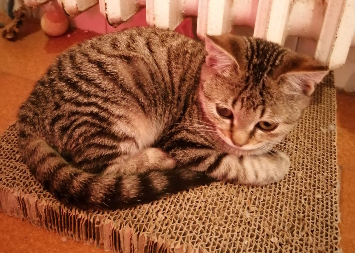 Dina