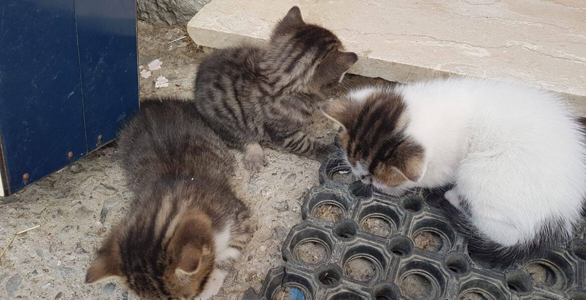 Minù, Malù, Pelù
