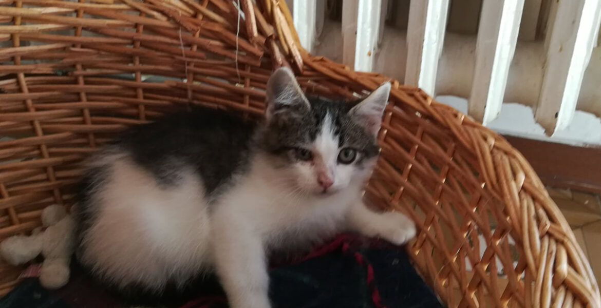Pippo