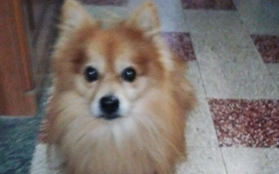Rex