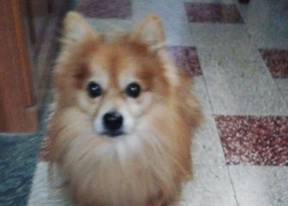Rex