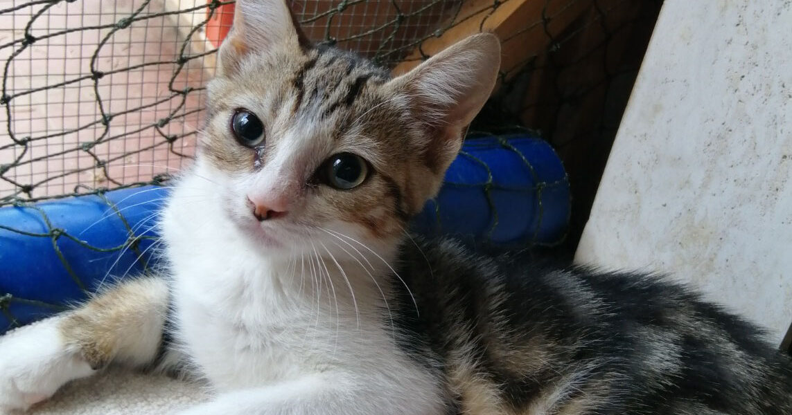 Giulietta