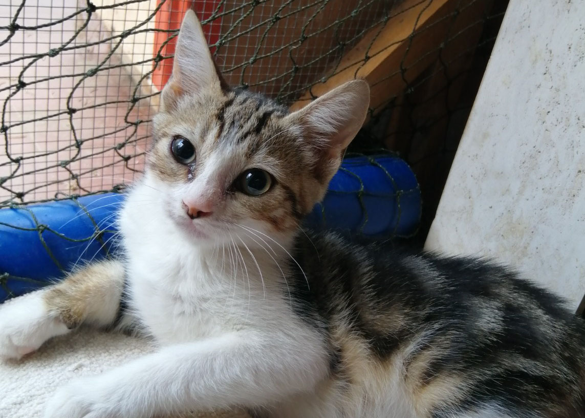 Giulietta