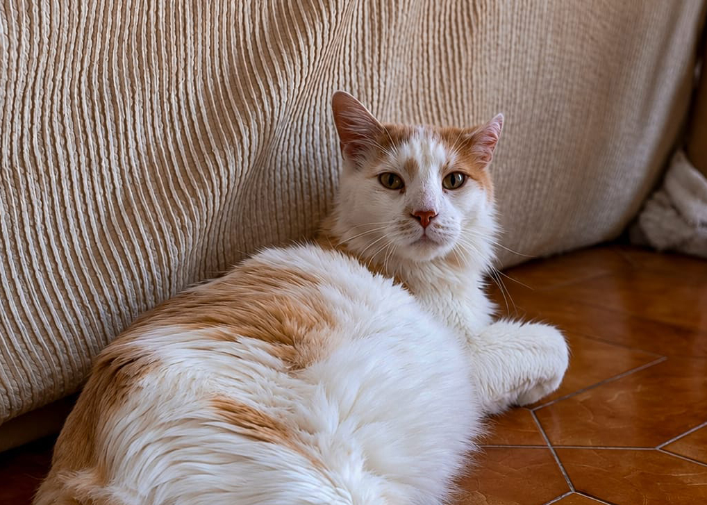 Otto
