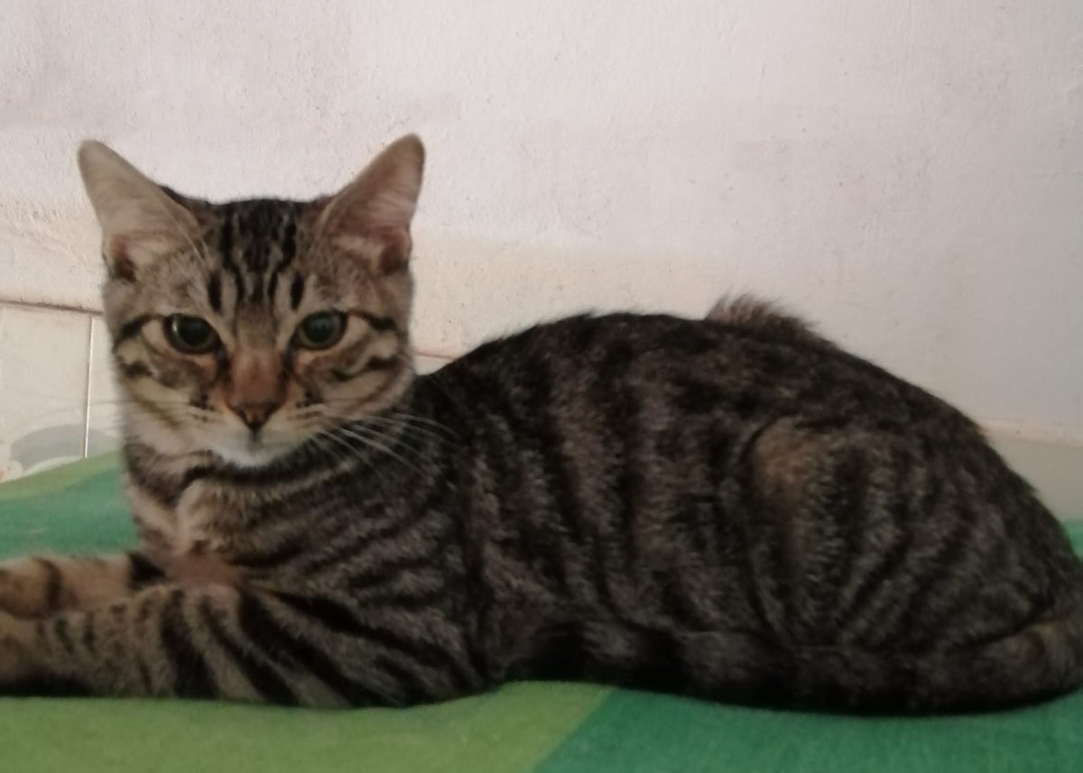 Athos