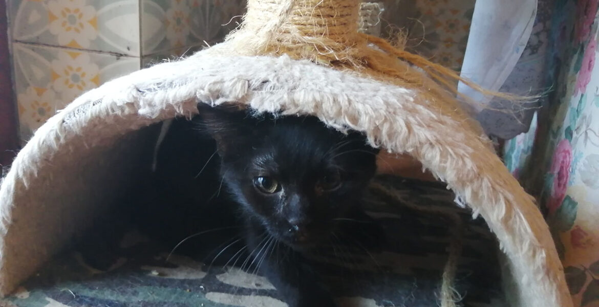 Porthos