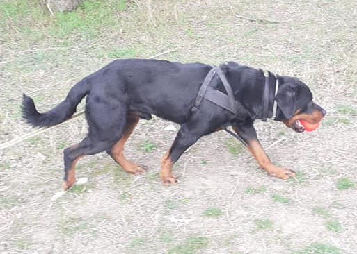 Max