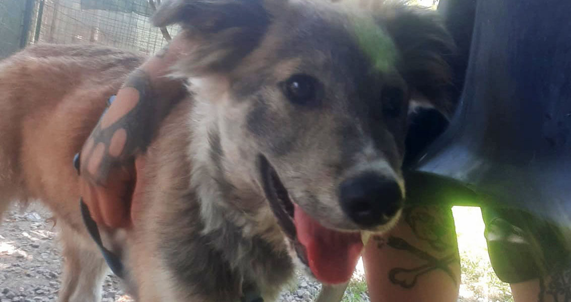 Lupo