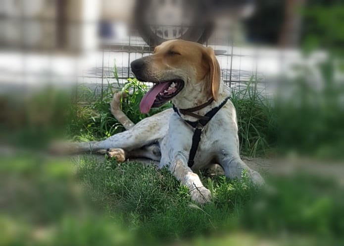 Anacleto