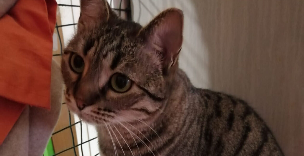 Milly