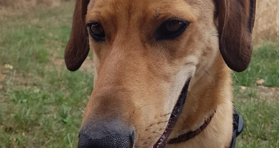 Ricky