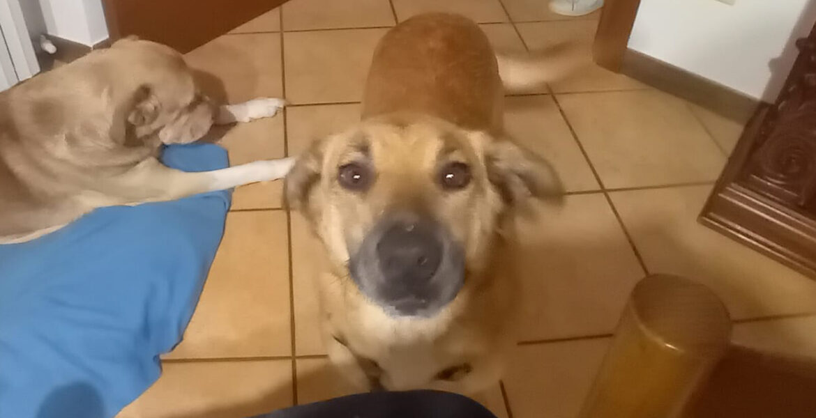 Perla