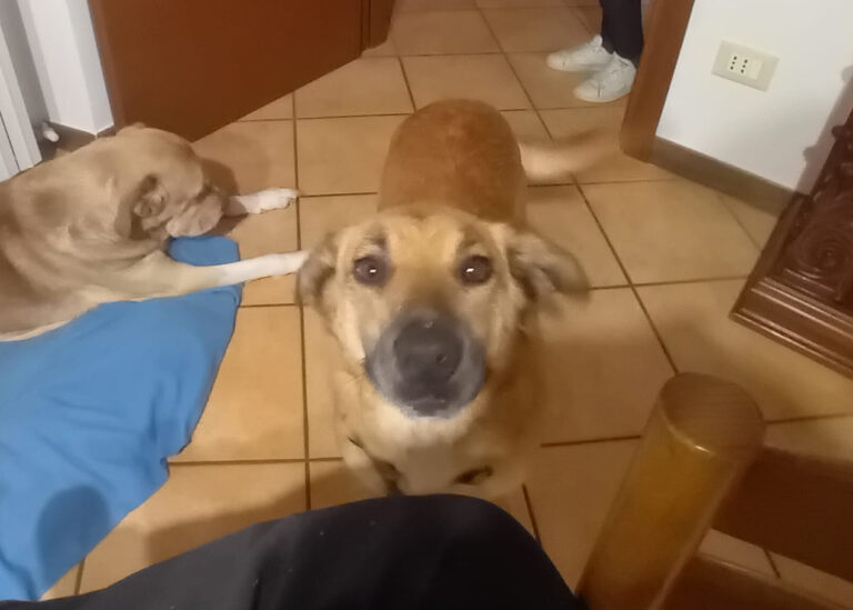 Perla