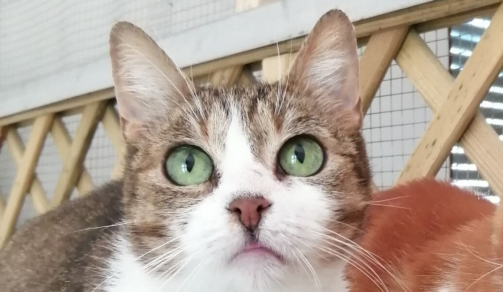 Esmeralda