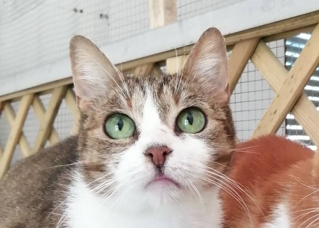 Esmeralda